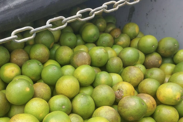 Adab intercepta carga de 40 toneladas de laranja com documentação falsificada
