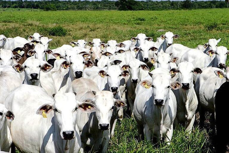 Corrida para exportar carne à China faz preço do boi bater recorde